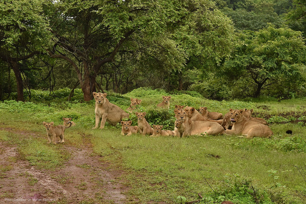 devaliya gir safari